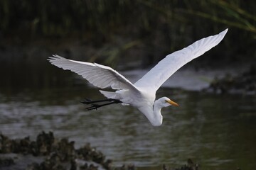 White heron in flight