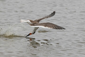 Bird skimming water surface creating a splash.