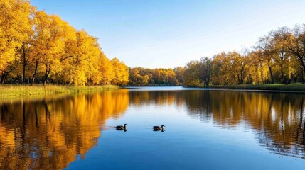 Obraz premium Sunlit autumn park scene with a calm lake, colorful reflections, and a few ducks swimming near the shore 