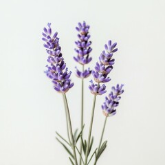 Obraz premium Lavender Flowers on a White Background