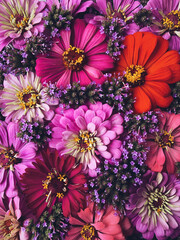 Beautiful colorful blooms of zinnia flowers, top down view. Natural floral texture for background. Many autumn blossoms.