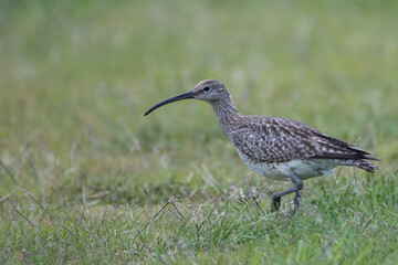 Eurasian Curlew 