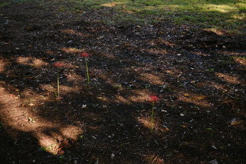 木陰の彼岸花