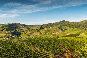 Vineyards near Bickensohl, view of the Totenkopf mountain, Kaiserstuhl, Baden-Wuerttemberg, Germany