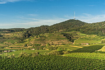Vineyards near Bickensohl, view of the Totenkopf mountain, Kaiserstuhl, Baden-Wuerttemberg, Germany