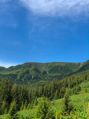 Landscape of Green Trees and Grass with Mountains Against a Clear Blue Sky