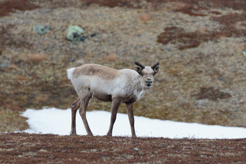Reindeer calf