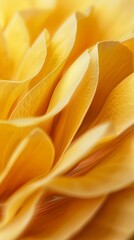 Obraz premium Yellow flowers closeup petal blooming close up nature theme with story solid background