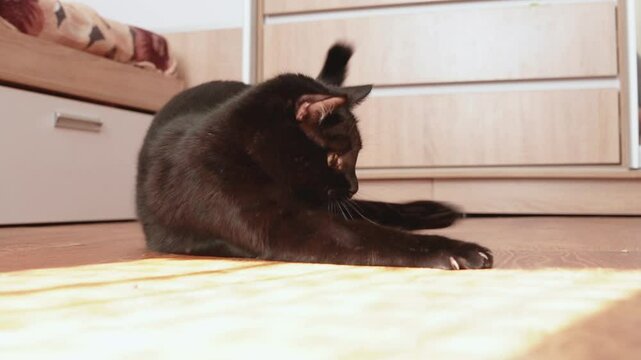 Young black cat playing with laser pointer on the floor