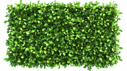 Naklejka premium green hedge wall isolated on white background