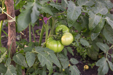 green apples on the vine