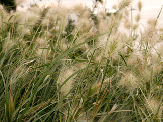 Wild herbs flowers meadow with forest in background