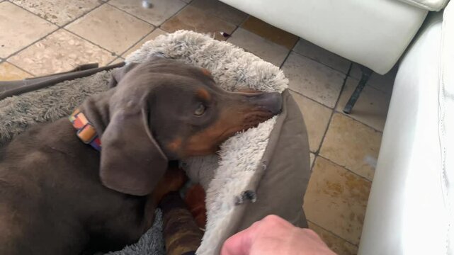 Dachshund dog biting its own doggy bed. A hand moves and shakes the bed. The dog keep its mouth chewing down on the side of the bed