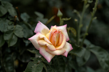 A blooming pink rose flower on a flower bed in the garden closeup