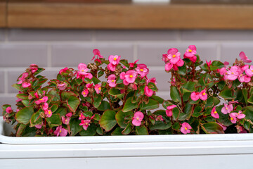 Begonia semperflorens pink in a pot on the windowsill closeup