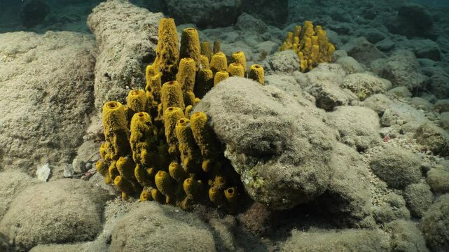 sponges underwater Mediterranean sea ocean scenery of sea habitat Aplysina cavernicola