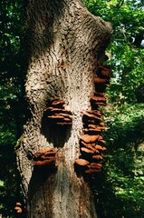 fungi on the tree
