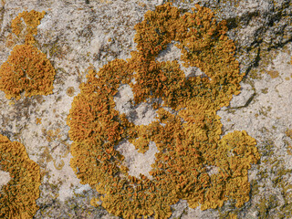 Orange and yellow lichen on a rock
