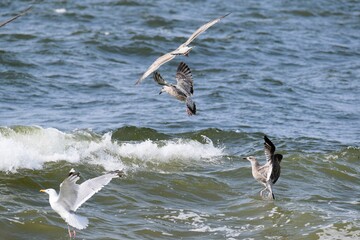 Seagulls in flight