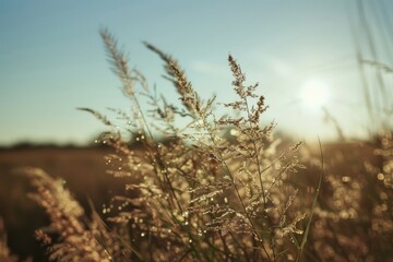 Fototapeta premium Wind turbines landscape grassland sunlight.