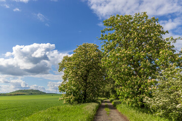 chestnut alley in the Czech Central Highlands