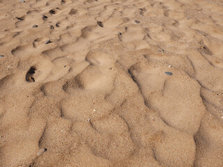 Background of seashells and sand on the beach seashore