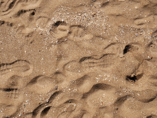 Background of seashells and sand on the beach seashore