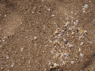 Background of seashells and sand on the beach seashore