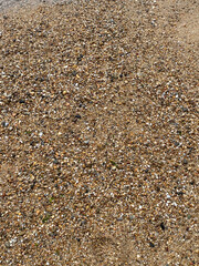 Close-Up of Sandy Beach with Pebbles and Shells