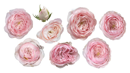 set of flowers, roses elements