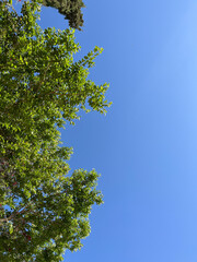 Lush Green Tree Against Blue Sky
