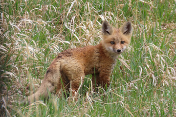 Fox kit