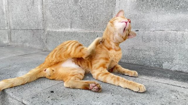 Domestic ginger cat shaking head and scratching or pawing excessively inside its neck may be cause of neck mites, allergies, foreign bodies, infection disease and other skin problems.