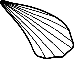 Fan shell outline illustration vector