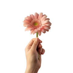 A hand holding pink flower isolated on transparent background, PNG file