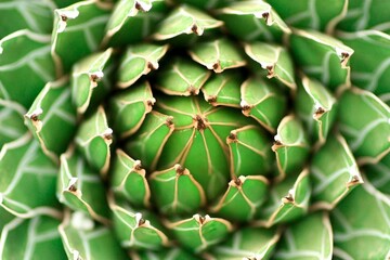 cactus in tropical garden