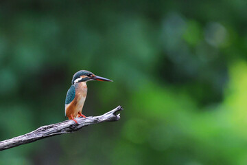 Common kingfisher bird perches on a dry branch and looking for food.