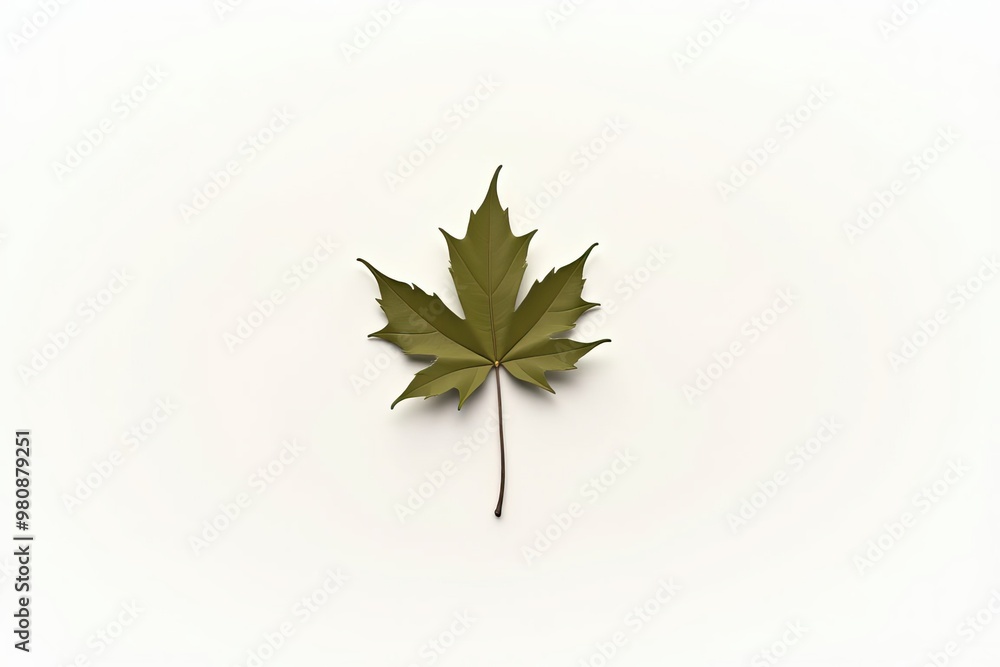 Poster single autumn leaf on white background with free space. the leaves create a sense of movement and ch