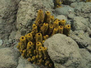 sponges underwater Mediterranean sea ocean scenery of sea habitat Aplysina cavernicola