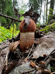 Single young orange cap Leccinum aurantiacum red-capped scaber stalk birch bolete boletus fungi fungus hiding among dry leaves 