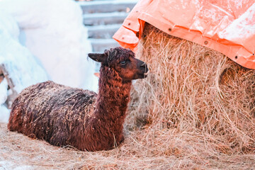 Alpaca with Thick Brown Fur and Long Teeth lying in the Straw to Warm Up in the Snow © Bento