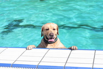 Labrador Schwimmen