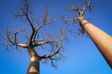 Alberi di baobab in inverno. Madagascar