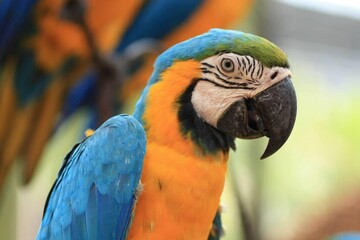 macro parrot in tropical garden