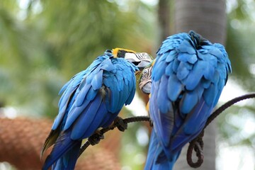 macro parrot in tropical garden