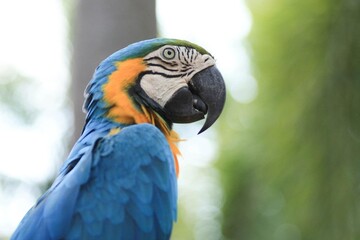 macro parrot in tropical garden