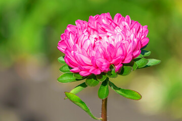 Fototapeta premium Blooming flower head of pink garden aster in summer garden.