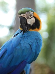 macro parrot in tropical garden