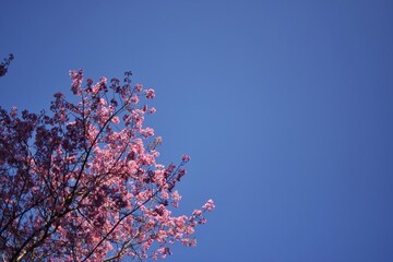 Thai Sakura (prunus cerasoides) flower background in winter season on tree.