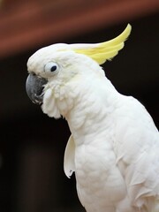 macro parrot in tropical garden